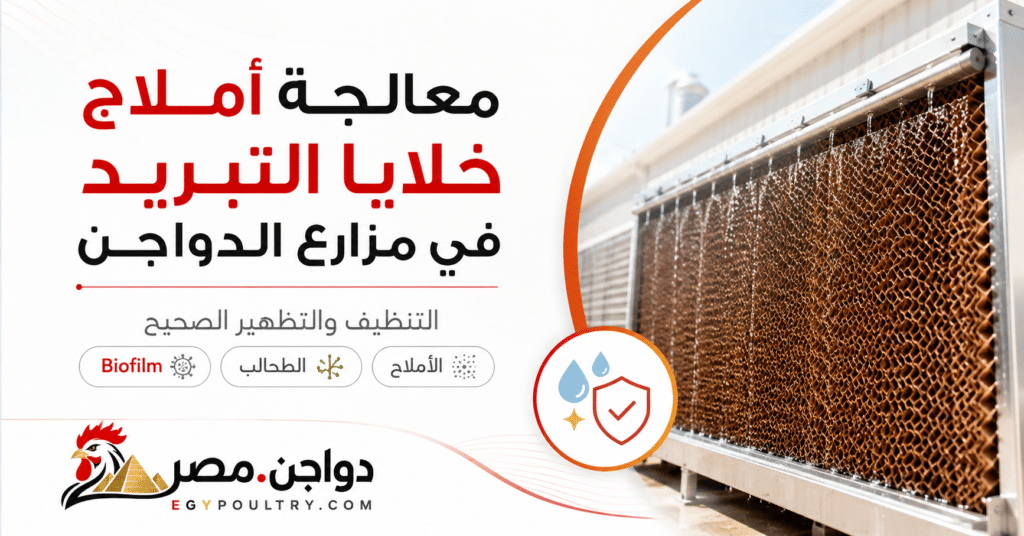 تنظيف خلايا التبريد في مزارع الدواجن
